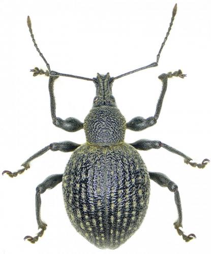 Réf. 252 611 : Otiorhynchus pseudonothus